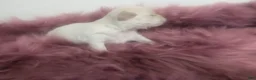 Chihuahua dogs for sale: Pearl Apple Head Long Coat Female   - Ad 5