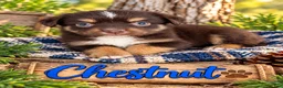 Miniature Australian Shepherd dogs for sale: Chestnut - Ad 5