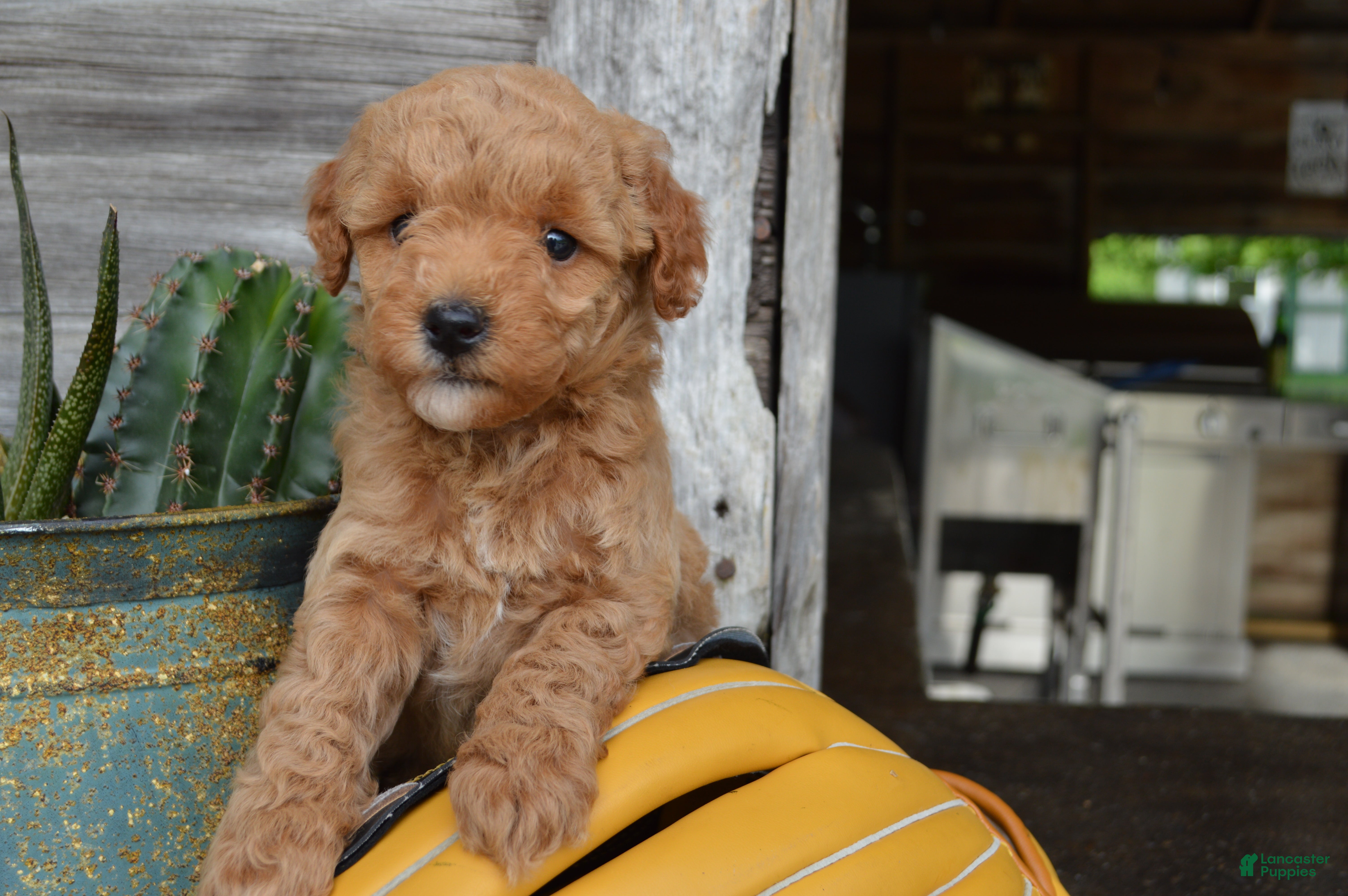 Mini Goldendoodle dogs Daisy  - Ad 1