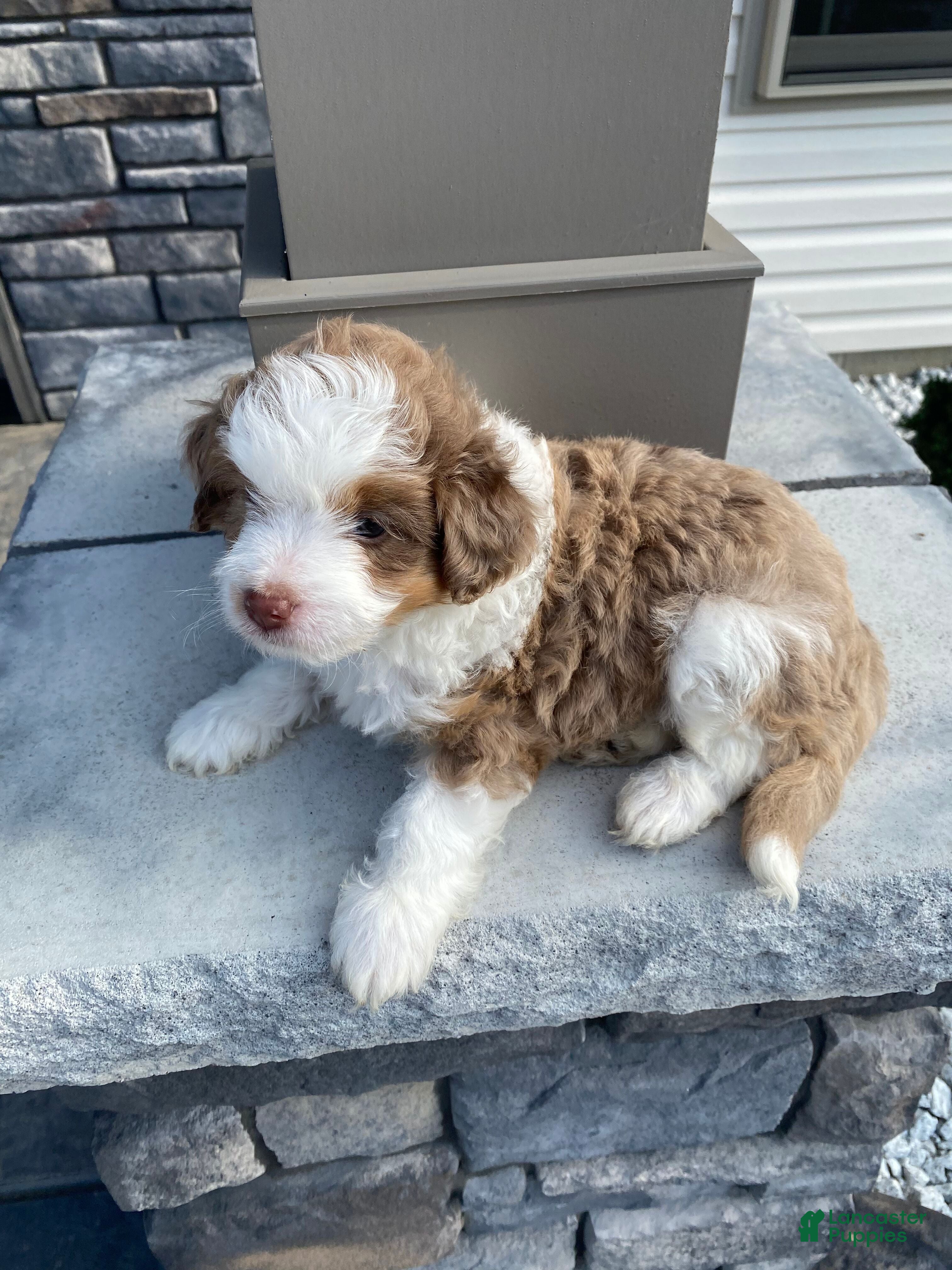 Mini Aussiedoodle dogs Tucker - Ad 2