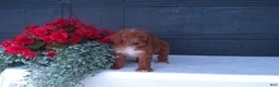Goldendoodle dogs for sale: Peanut - Ad 6