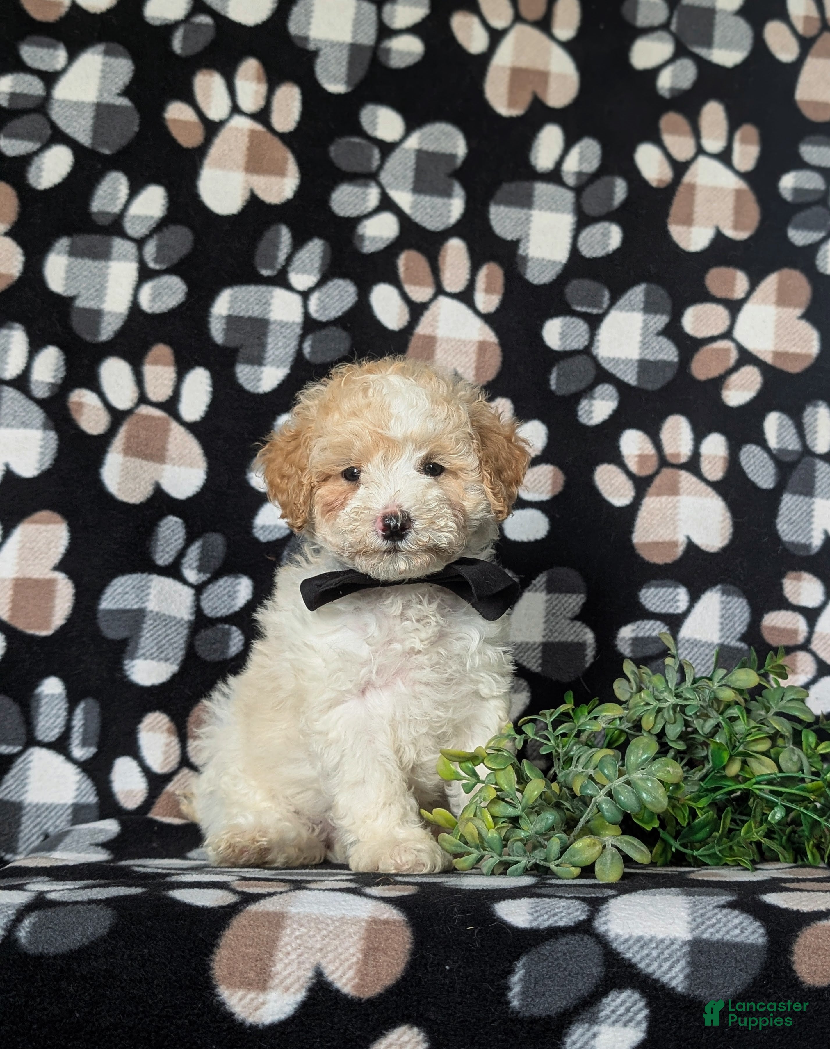 Toy Poodle dogs Stratford - Ad 1