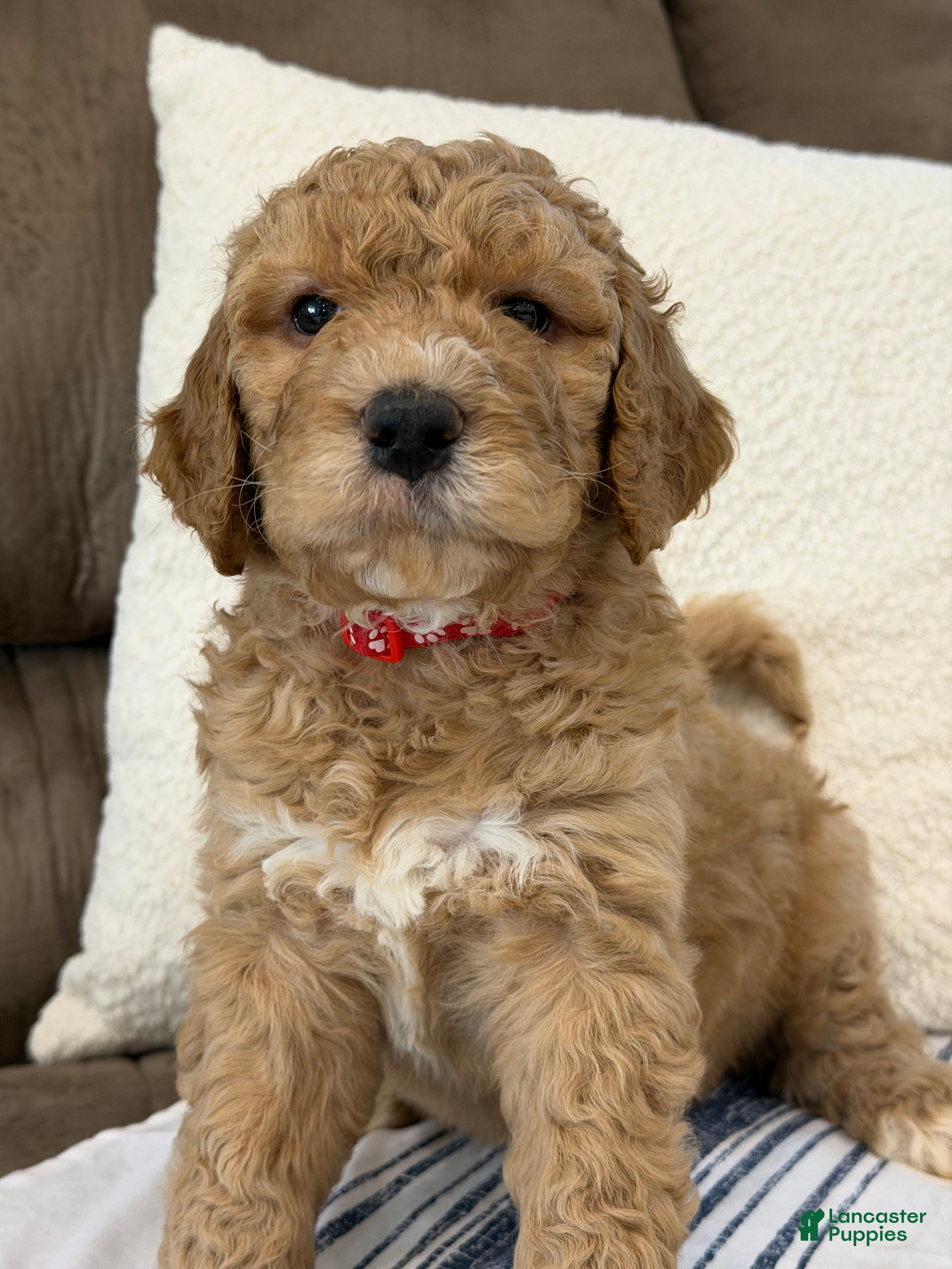 Goldendoodle dogs Raleigh - Ad 2