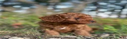 Cavapoo dogs for sale: Biscuit - Ad 3