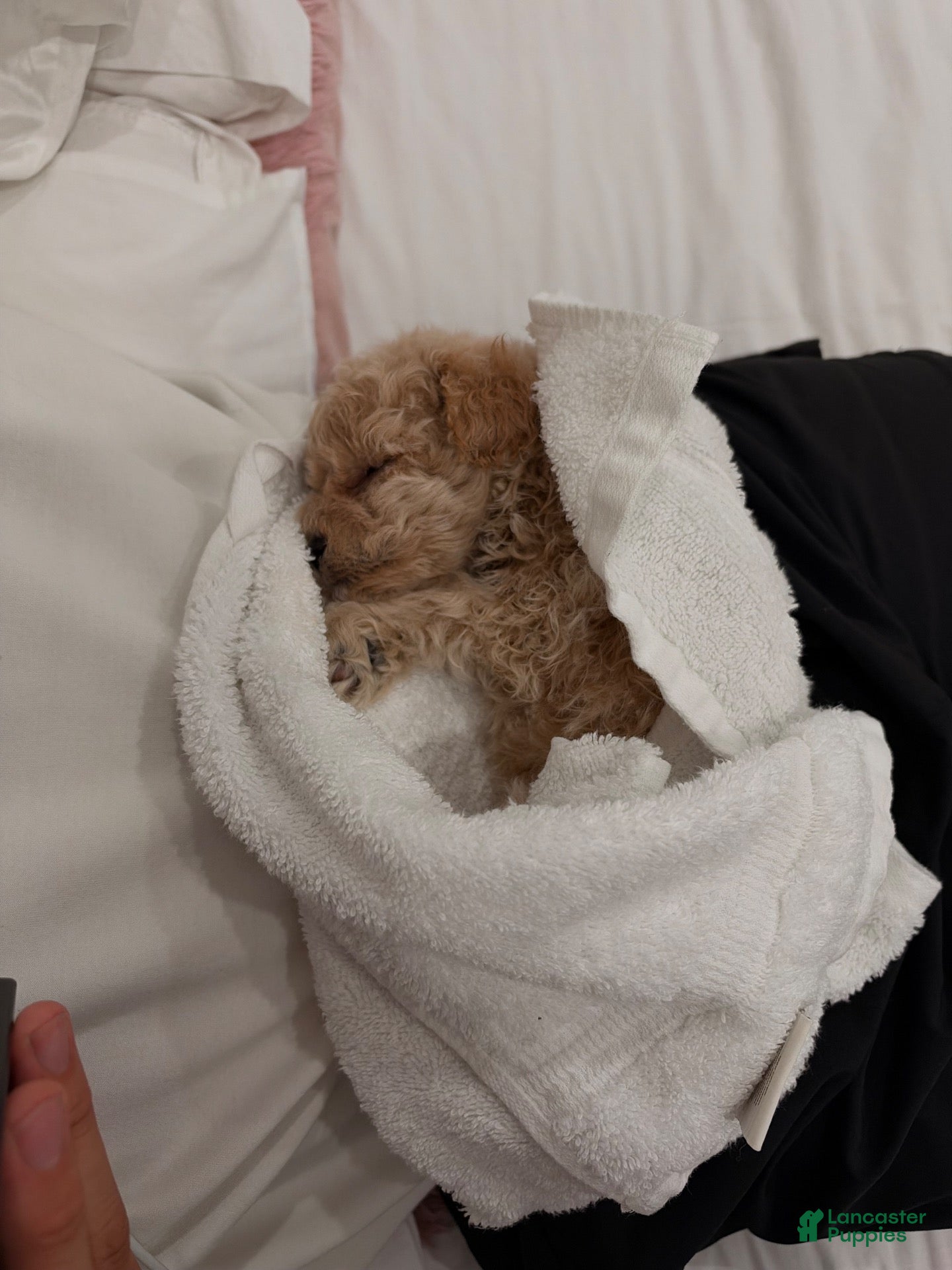 Toy Poodle dogs Theo - Ad 6
