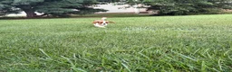 Cavalier King Charles Spaniel dogs for sale: Liam Cavalier King Charles Spaniel Puppy  - Ad 8
