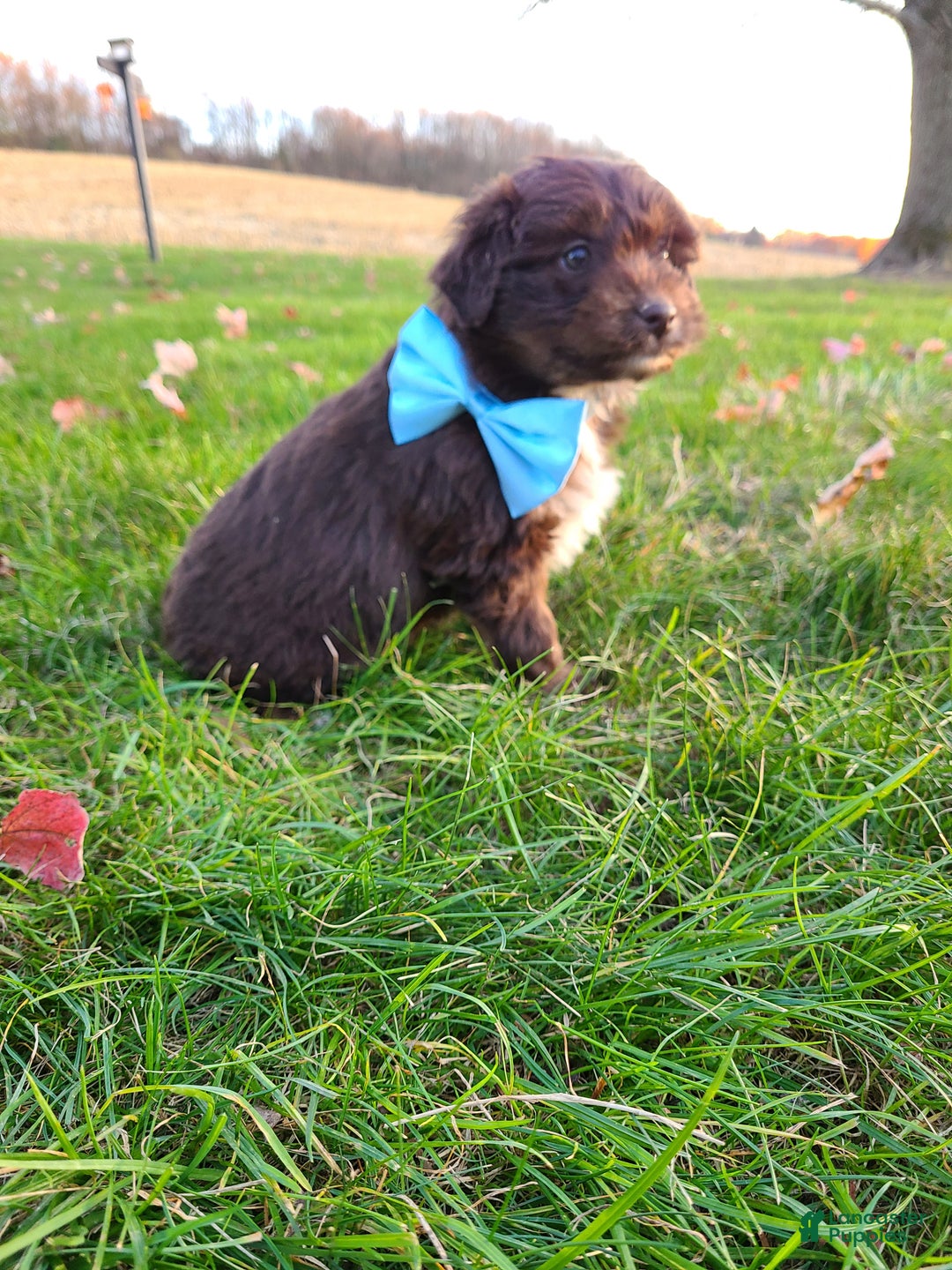 Aussiedoodle dogs for sale: Buddy - Ad 11
