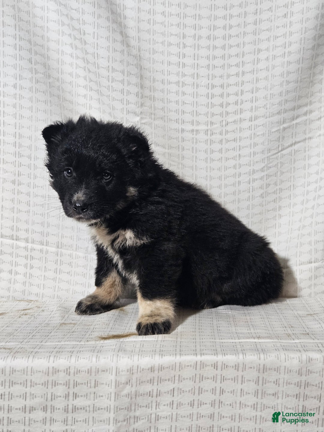 Mixed Breed dogs for sale: Cole - Ad 7