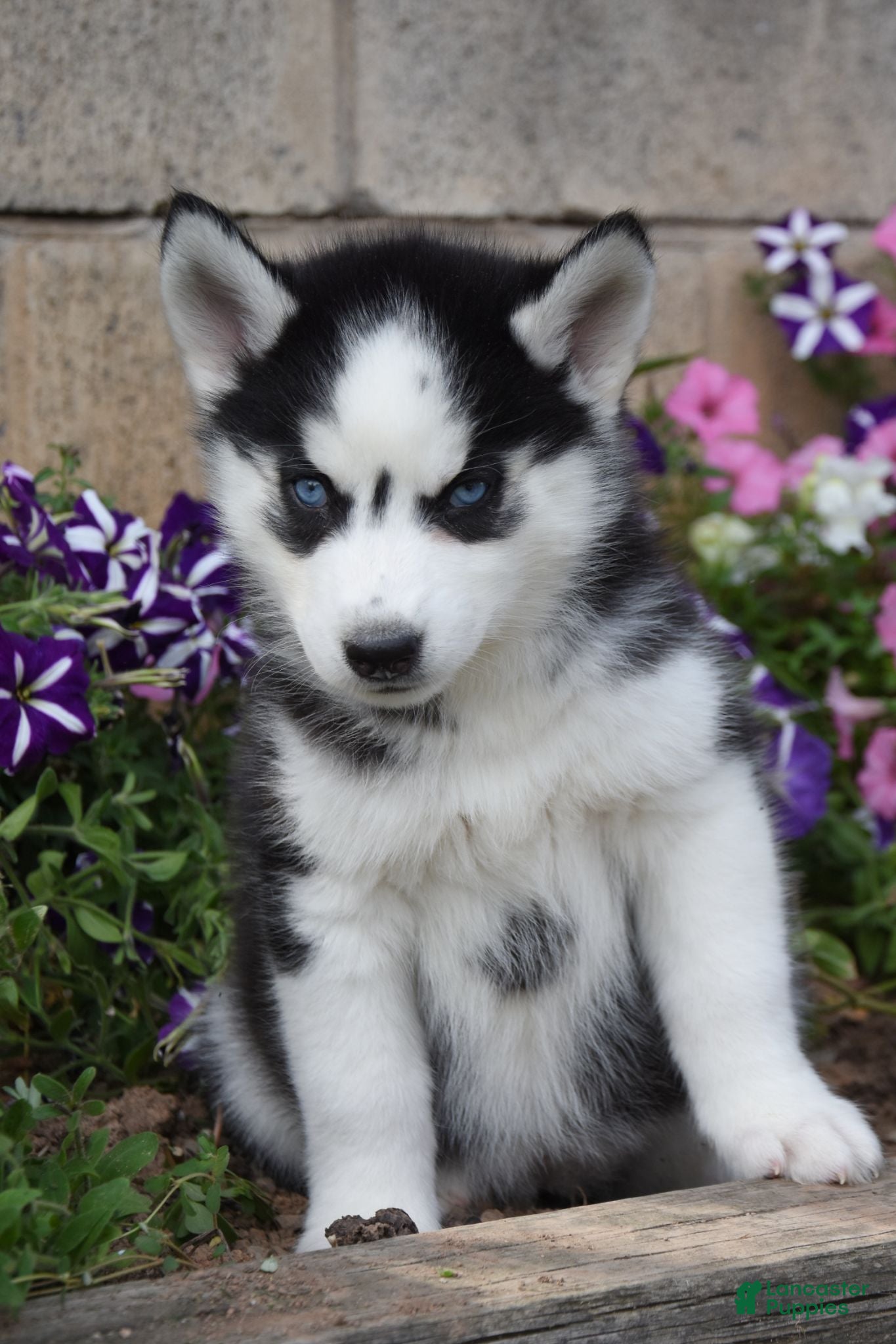 Siberian Husky dogs Emma - Ad 1