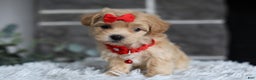Maltipoo dogs for sale: Robin - Ad 2