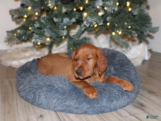 Mixed Breed dogs gorby - Ad 21