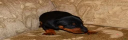Miniature Dachshund dogs for sale: Milo - Ad 6
