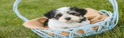 Havanese dogs for sale: Francesca - Ad 4