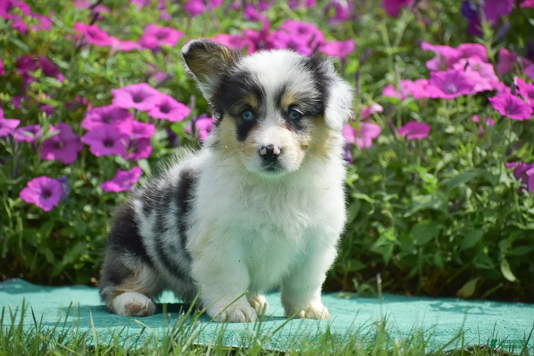 Welsh Corgi Pembroke dogs for sale: Jenna - Ad 2