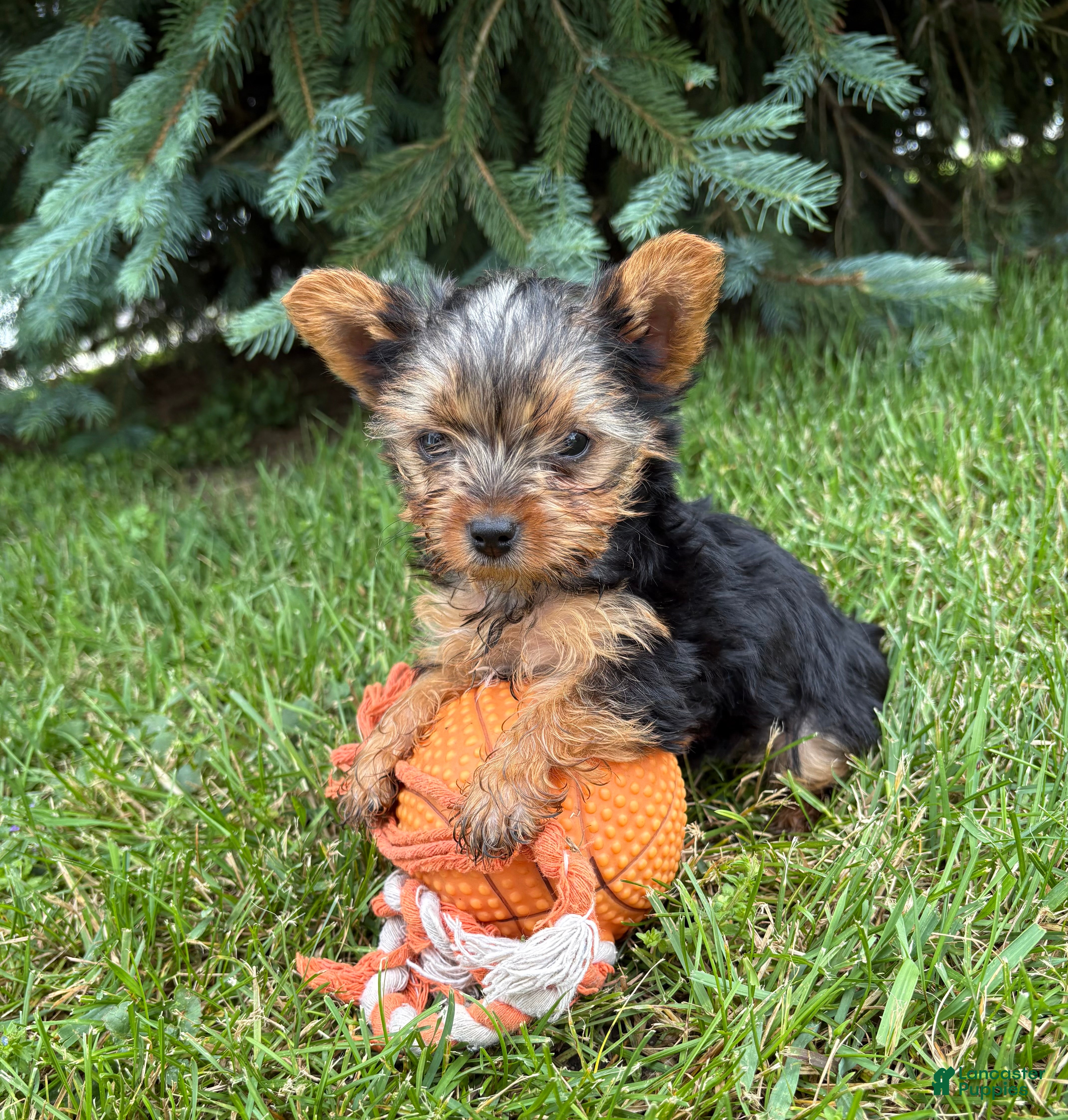 Yorkshire Terrier dogs Jinger - Ad 1