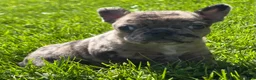 Frenchton dogs for sale: Coconut  - Ad 5