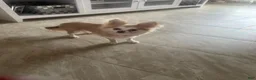 Chihuahua dogs for sale: Chihuahua 1 - Ad 8