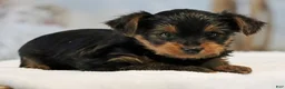 Yorkshire Terrier dogs for sale: Tucker - Ad 3