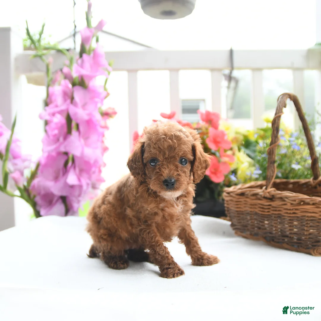 Toy Poodle dogs for sale: Violet - Ad 1