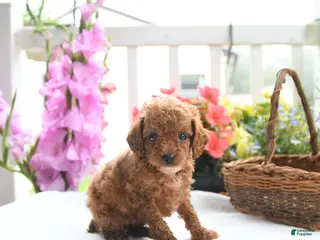 Toy Poodle dogs Violet - Ad 39