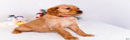 Golden Retriever dogs for sale: Freda - Ad 4