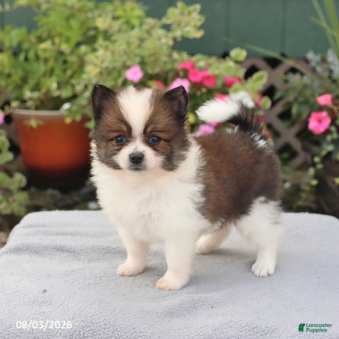 Pomeranian dogs for sale: Twinkie - Ad 1