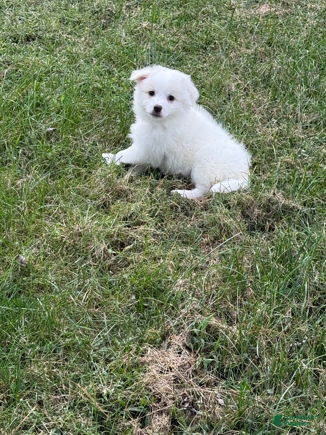 American Eskimo dogs for sale: Remi - Ad 11