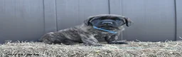English Mastiff dogs for sale: Monty - Ad 3