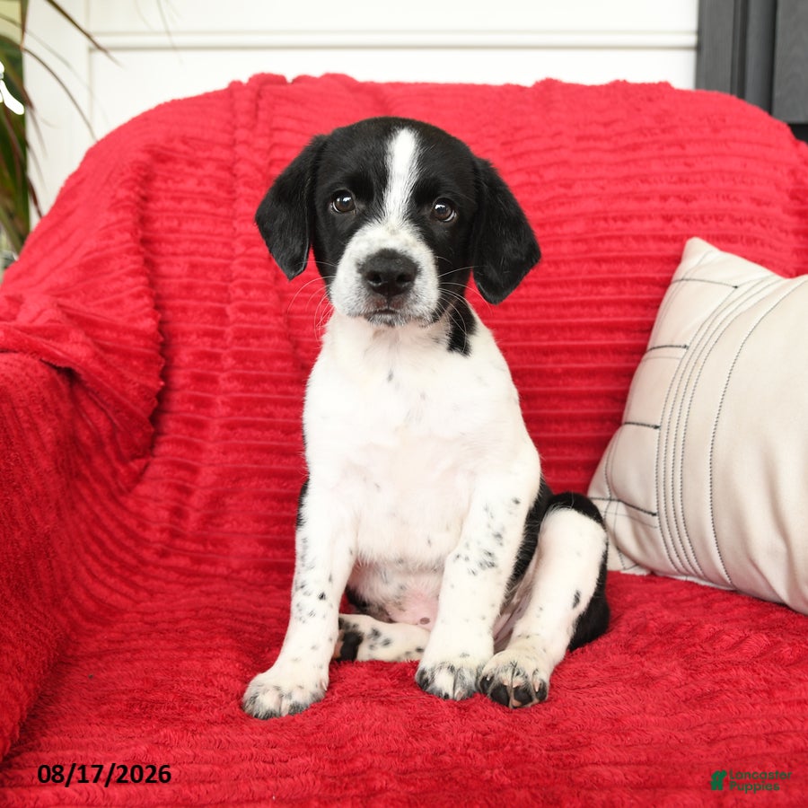 Mixed Breed dogs Baxter - Ad 1