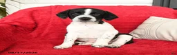 Mixed Breed dogs for sale: Baxter - Ad 1