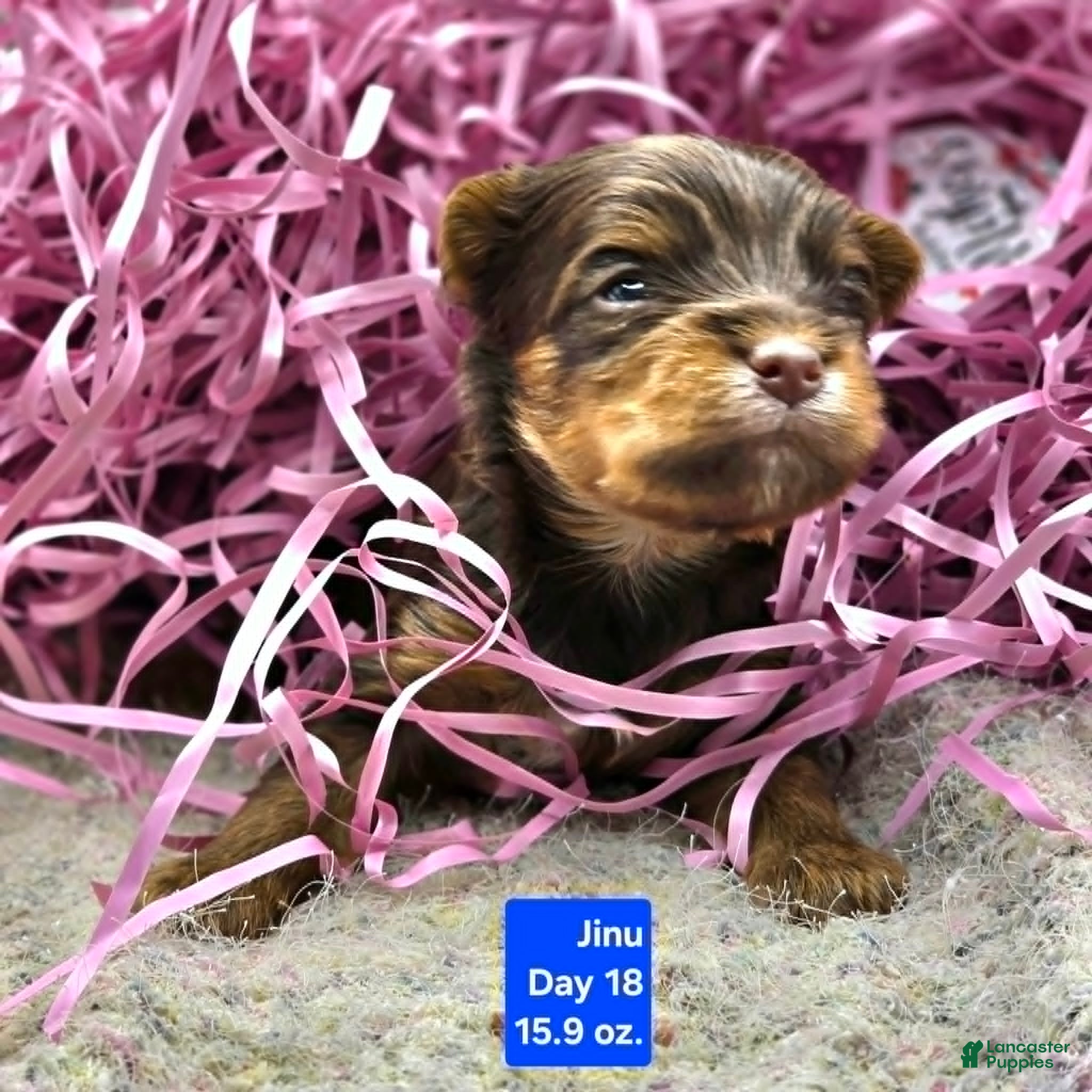 Yorkshire Terrier dogs Jinu - Ad 3