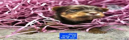 Yorkshire Terrier dogs for sale: Jinu - Ad 1