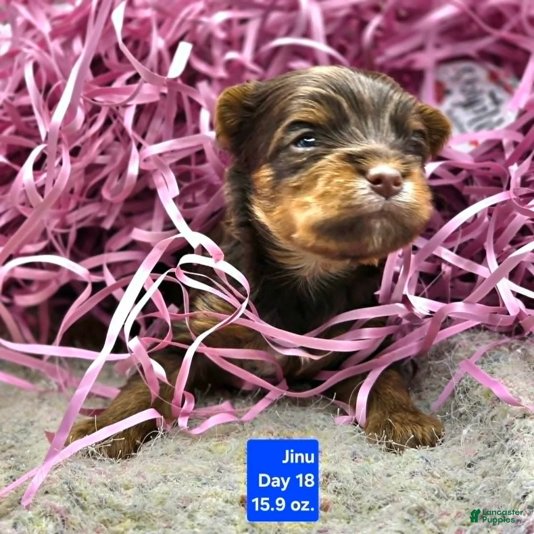 Yorkshire Terrier dogs for sale: Jinu - Ad 1