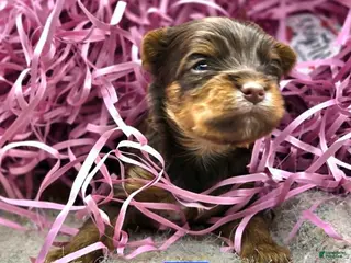 Yorkshire Terrier dogs for sale: Jinu - Ad 3