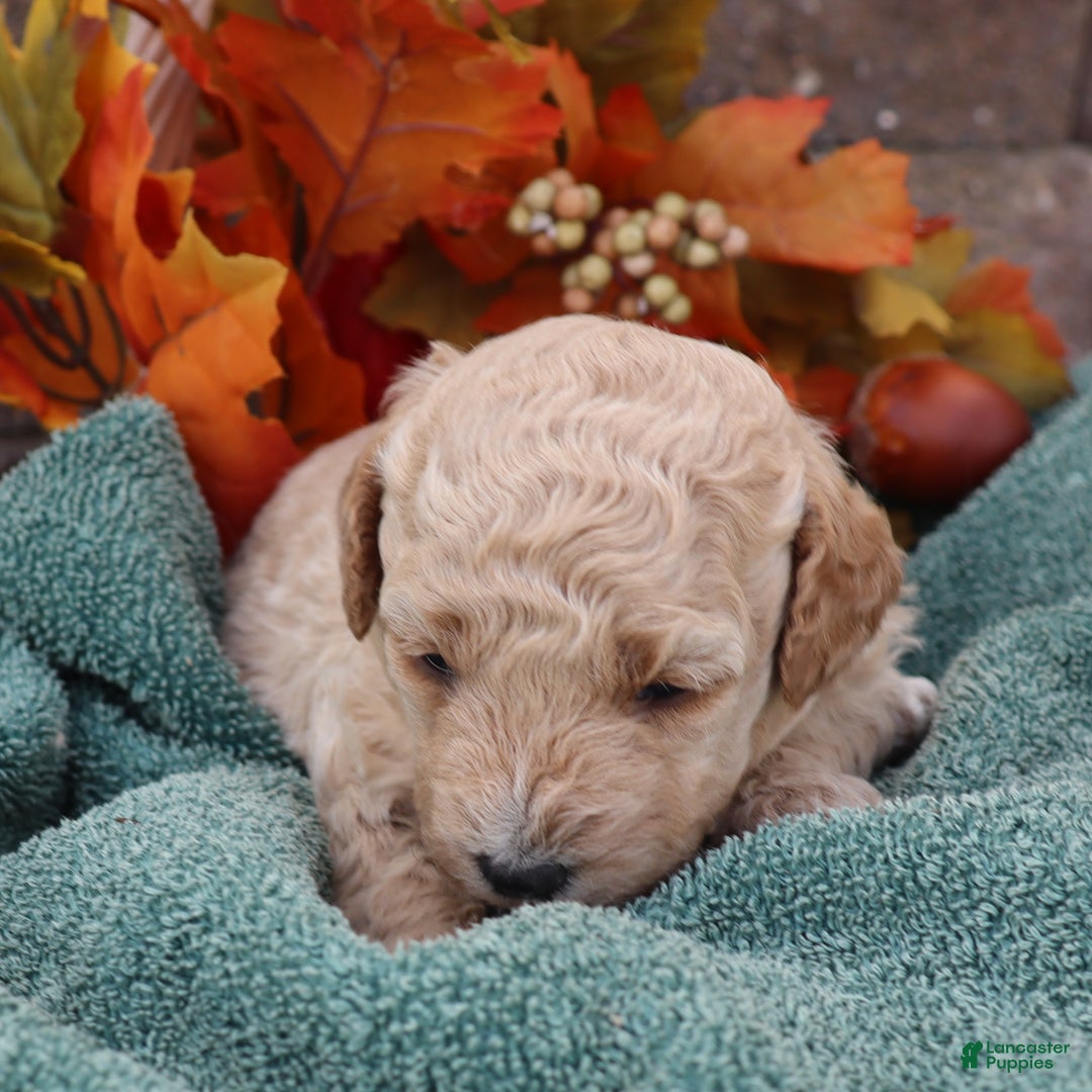 Mini Goldendoodle dogs for sale: Justina - Ad 8