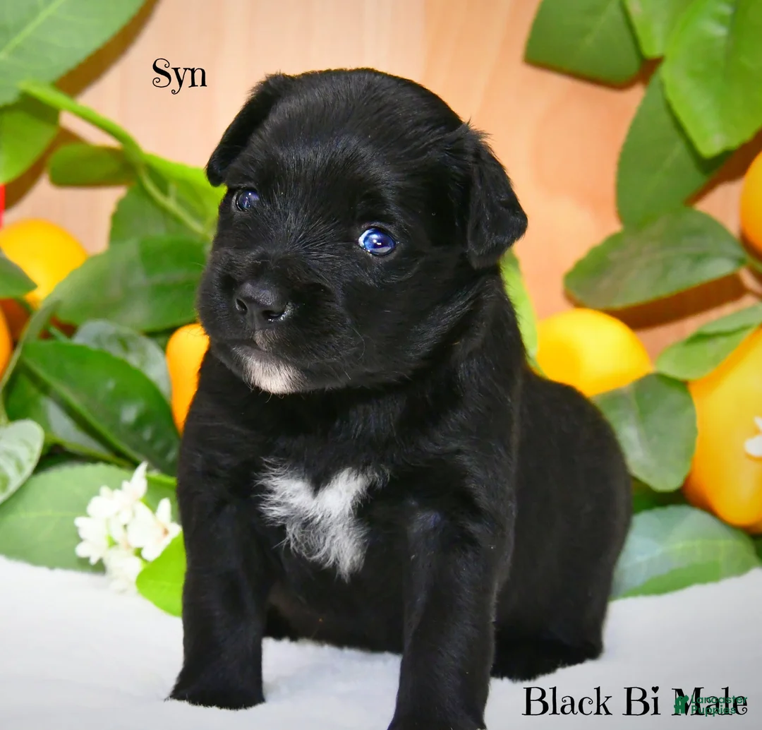Australian Shepherd dogs for sale: Syn - Ad 1