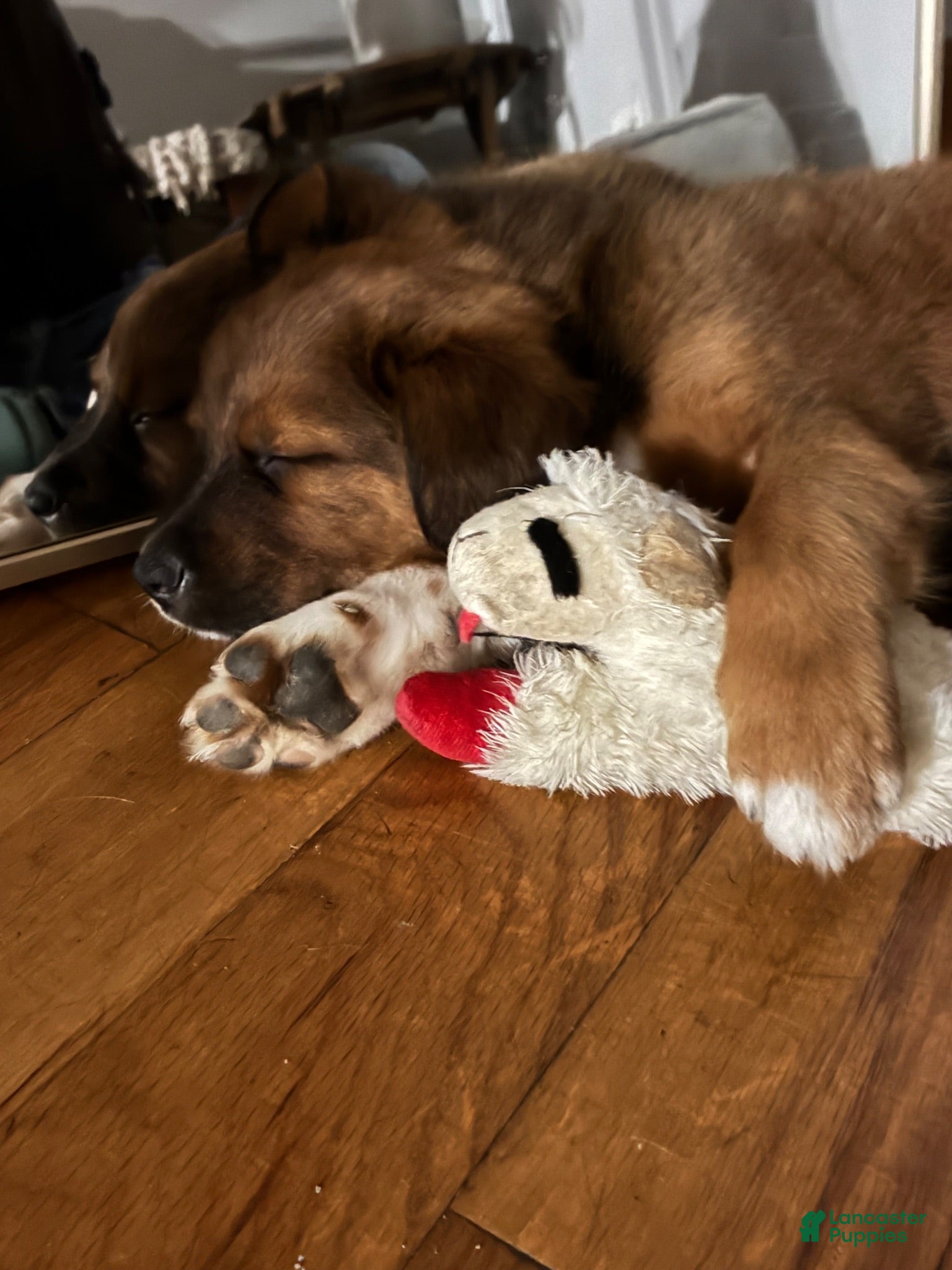 Mixed Breed dogs Mixed Breed 1 - Ad 18