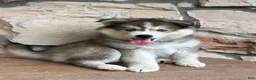Pomsky dogs for sale: Teddy - Ad 3