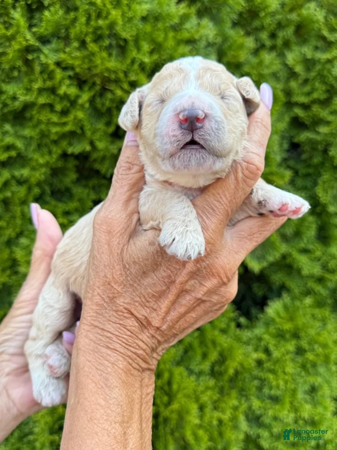 Goldendoodle dogs for sale: Coral - Ad 1