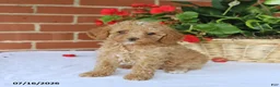 Toy Poodle dogs for sale: Tessa   - Ad 3