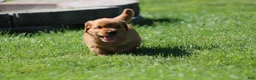Golden Retriever dogs for sale: Finn - Ad 7