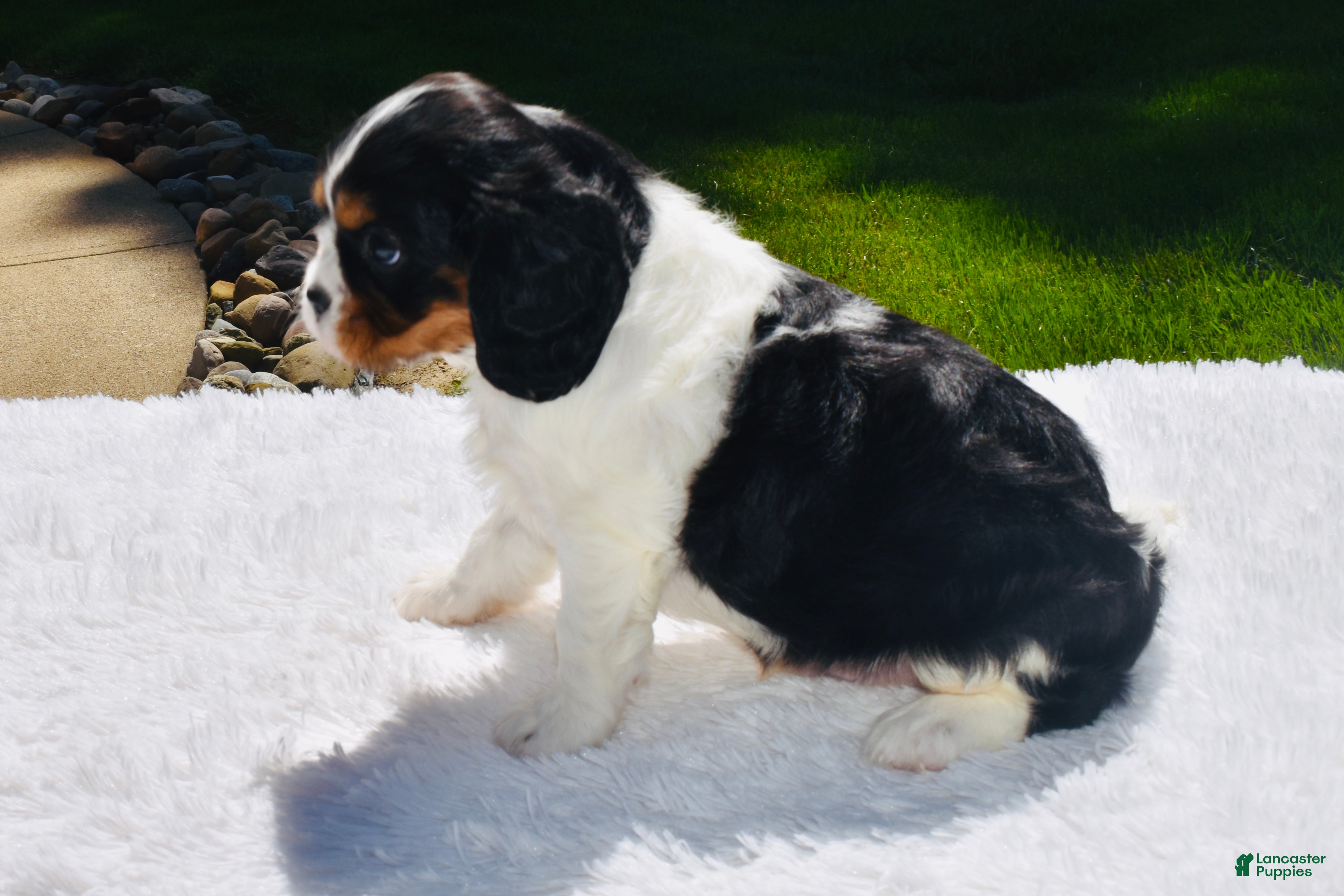 Cavalier King Charles Spaniel dogs Shadow - Ad 2