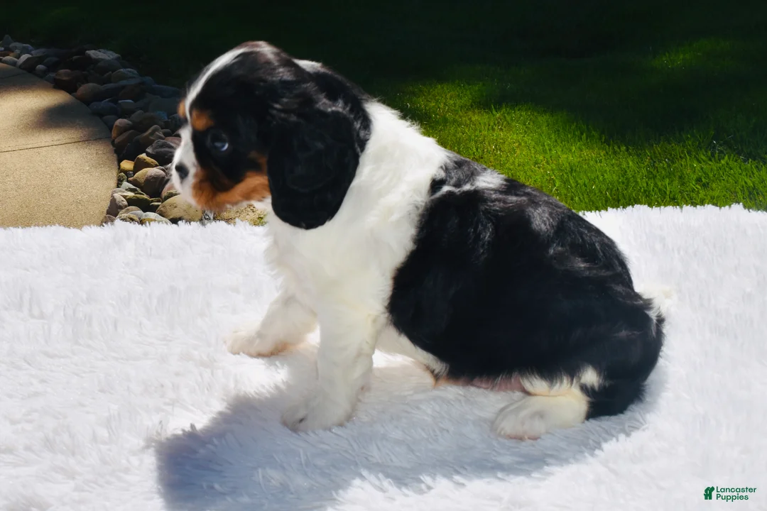Cavalier King Charles Spaniel dogs for sale: Shadow - Ad 2