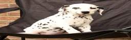 Dalmatian dogs for sale: Fran - Ad 6