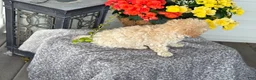 Mixed Breed dogs for sale: Quinn - Ad 5