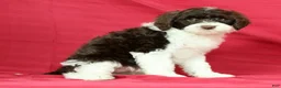 Portuguese Water Dog dogs for sale: Roxie - Ad 4