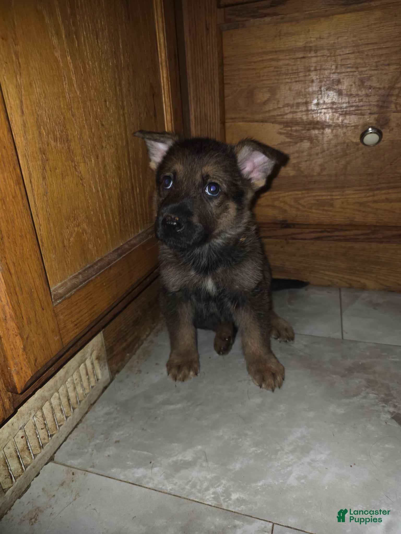 Golden Shepherd dogs Golden Shepherd Puppy 6 - Ad 2