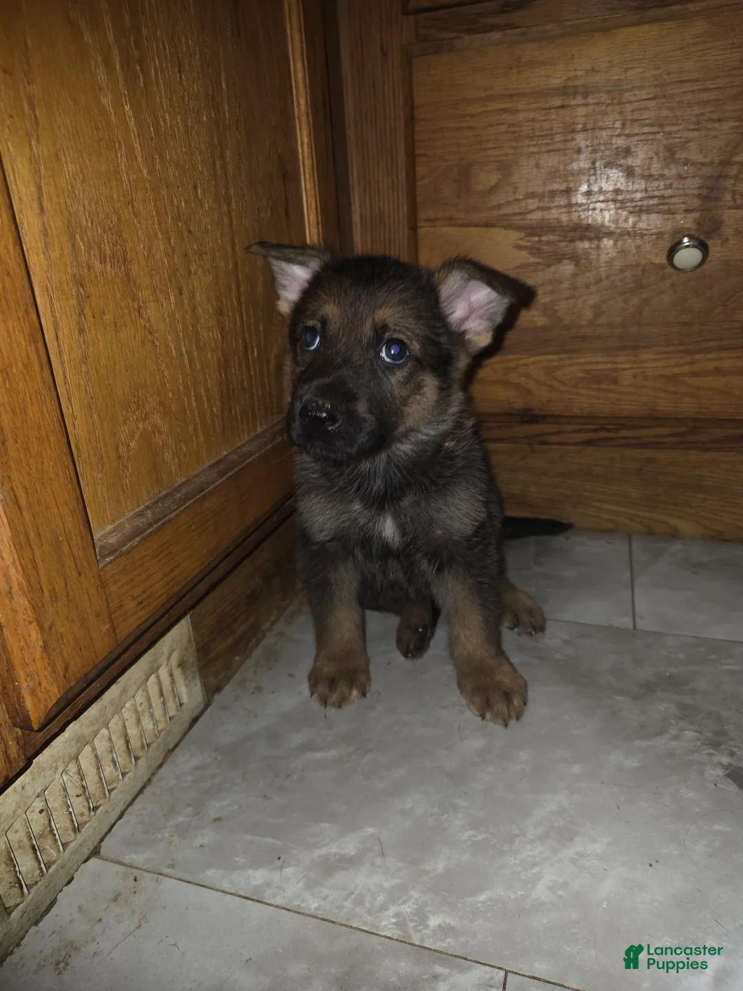 Golden Shepherd dogs for sale: Golden Shepherd Puppy 6 - Ad 2