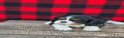 Cavalier King Charles Spaniel dogs for sale: Twizzler - Ad 4