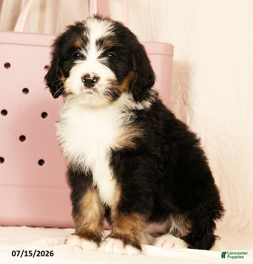 Bernedoodle dogs for sale: Dolly - Ad 3